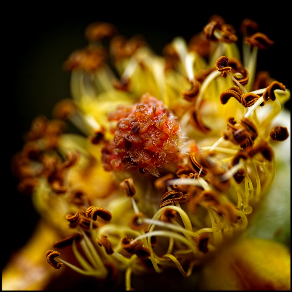 Flower Candy