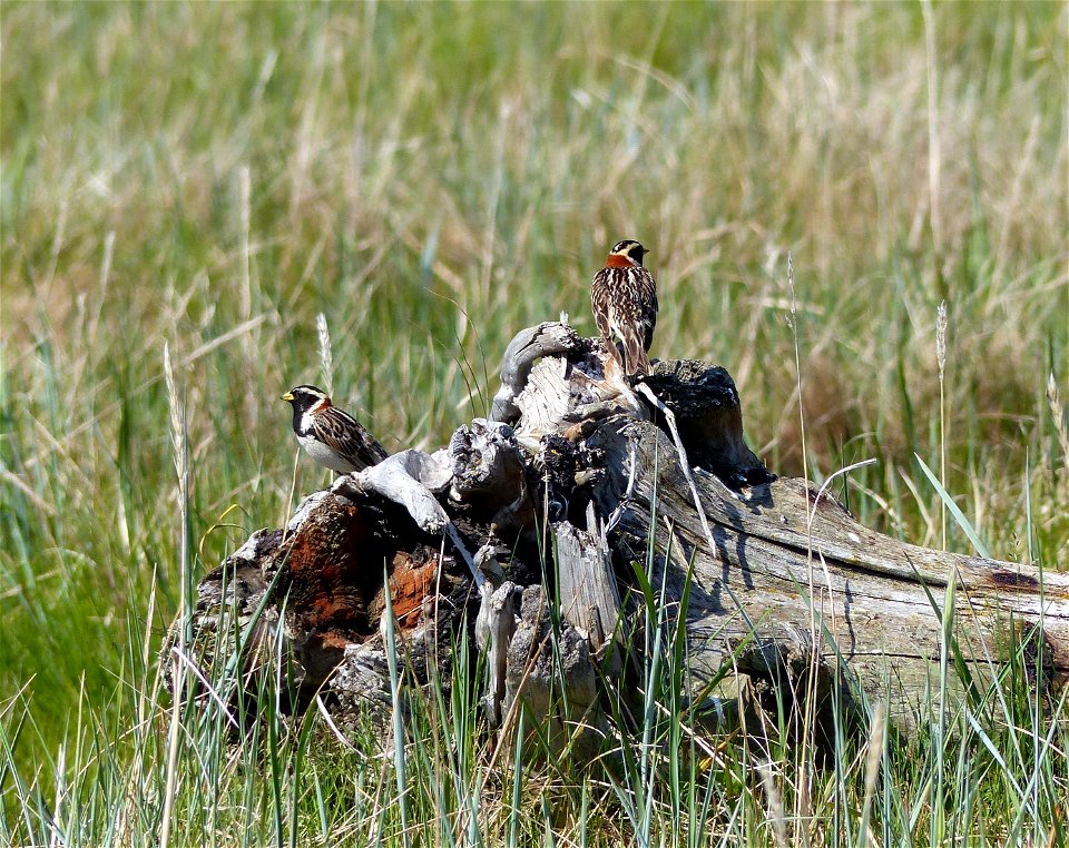 Lapland longspurs