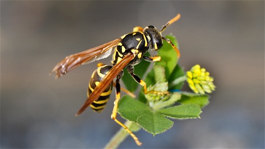 Polistes dominula (Haus-Feldwespe)