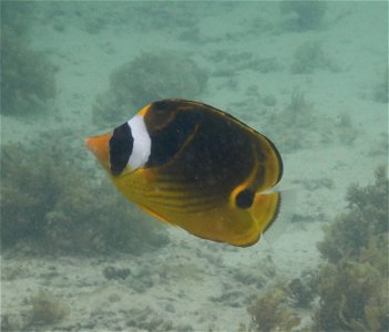 Chaetodon lunula 5