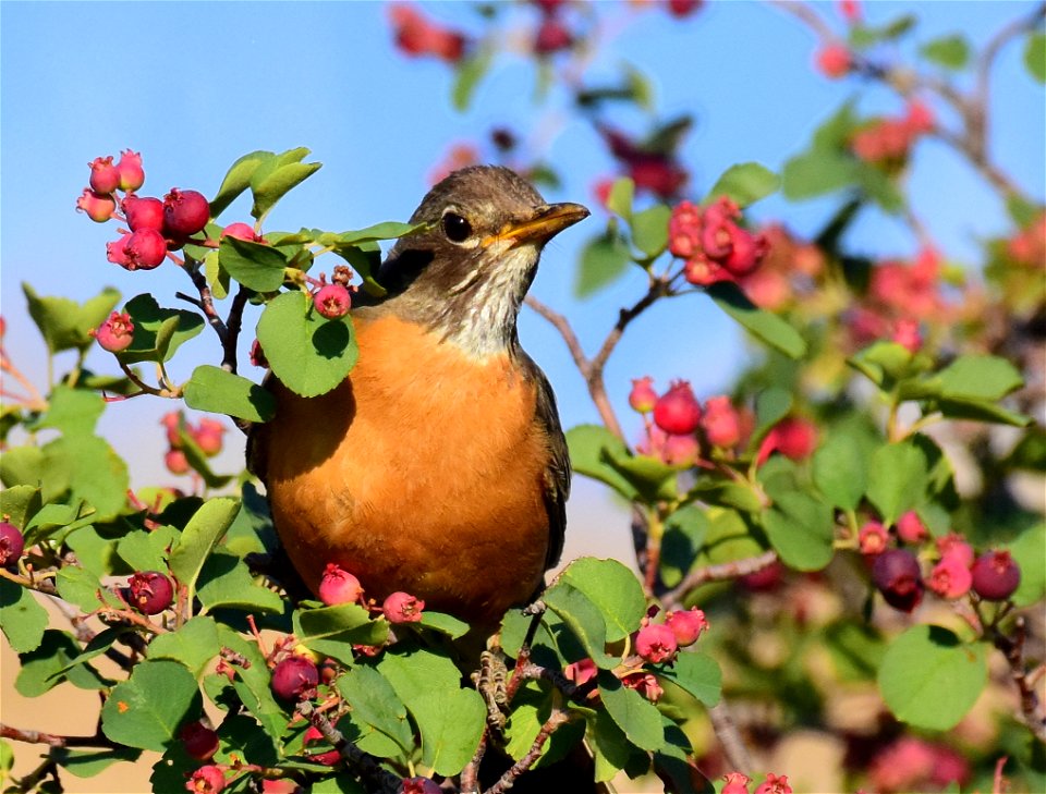 American robin at Seedskadee National Wildlife Refuge