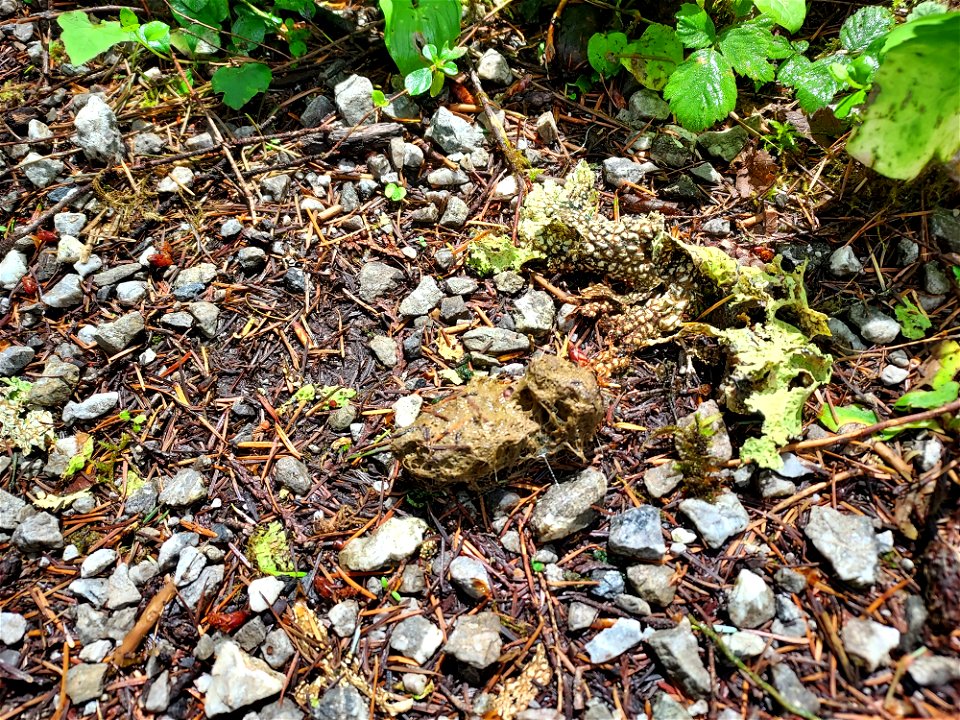 Owl Pellet, Old Sauk Trail, Mt. Baker-Snoqualmie National Forest Photo by Sydney Corral June 16, 2021