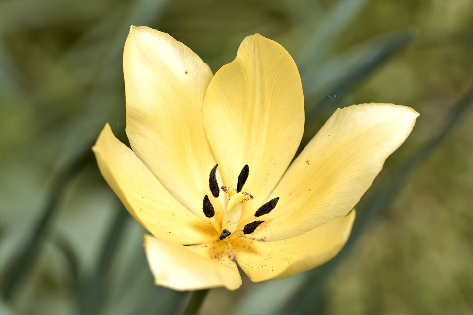 Tuplis, Chisinau Botanical Garden