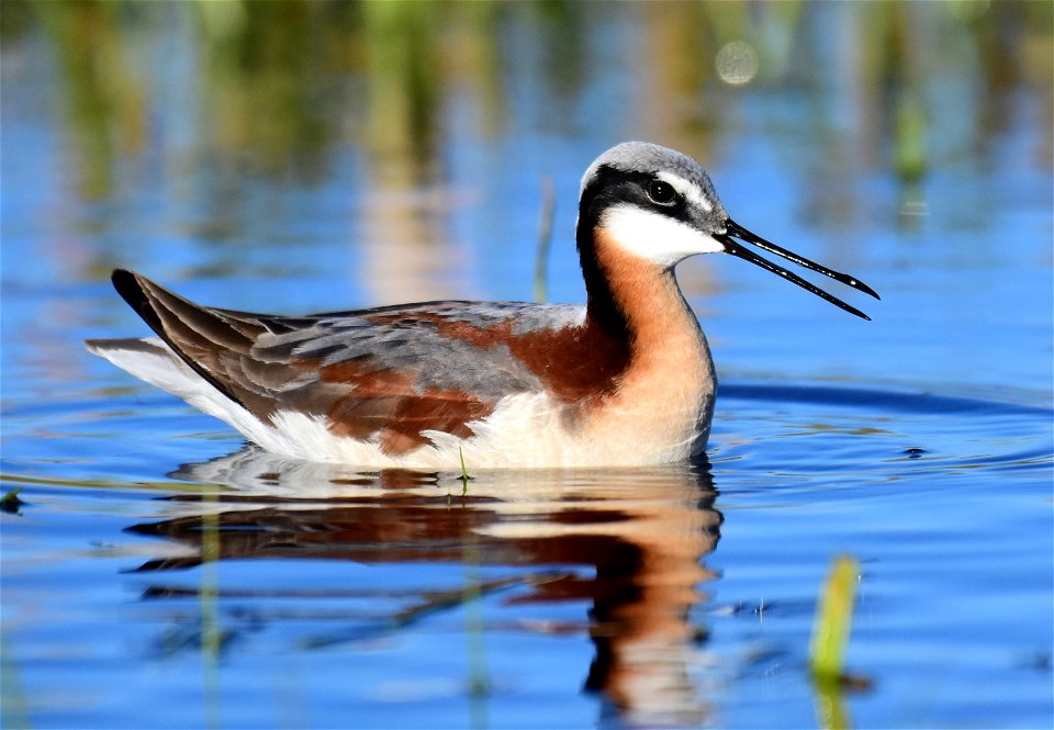 Wilson's phalarope at Seedskadee National Wildlife Refuge