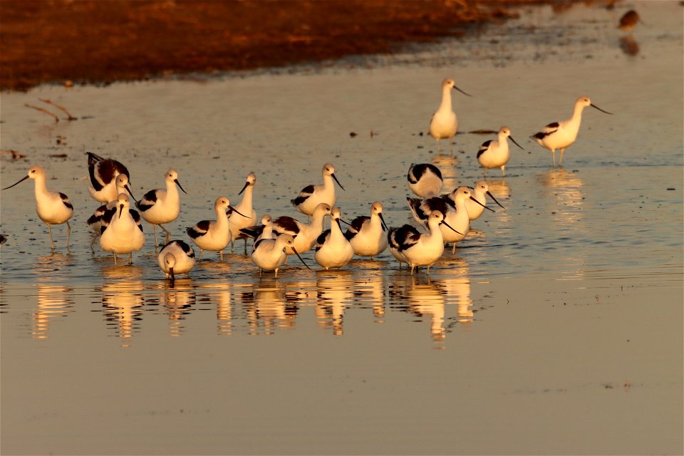Fall Plumage American Avocets Huron Wetland Management District