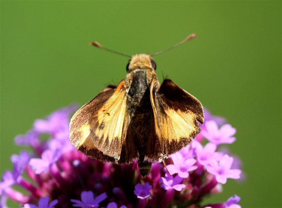 SKIPPER, ZABULON (Poanes zabulon) (06-02-2023) male, powerlines, duke forest, orange co, nc -12