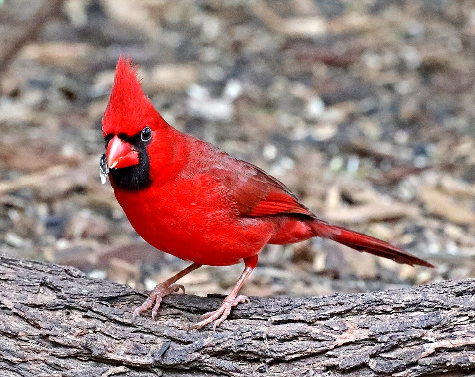 916 - NORTHERN CARDINAL (01-07-2022) quinta matzatlan, mcallen, hidalgo co, tx -01