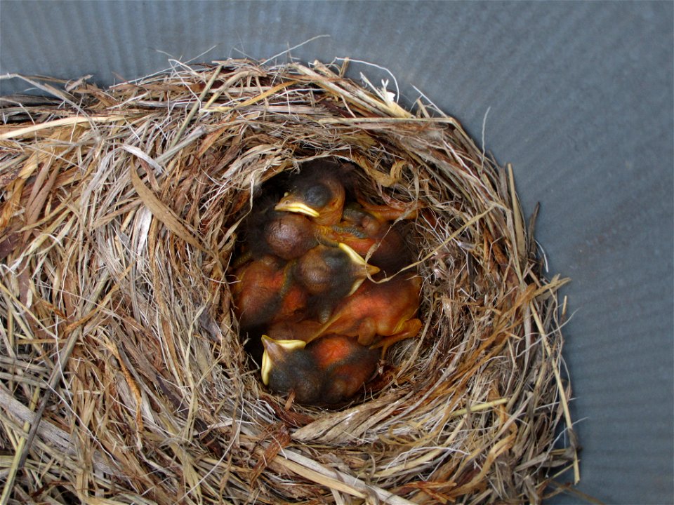 Robins' Nest