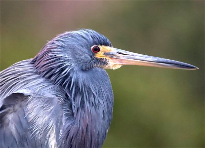 190 - TRICOLORED HERON  (02-20-2023) world birding center, south padre island, cameron co, tx -01