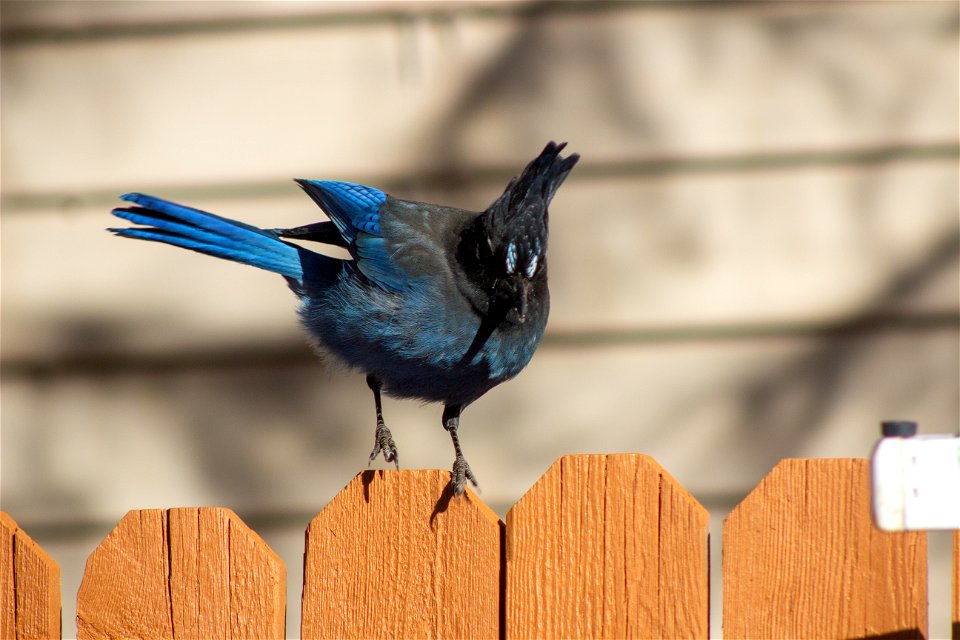 Steller's jay on the Coconino