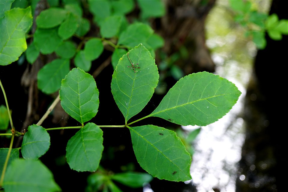 Fraxinus caroliniana Wiggins Mill KG (1)