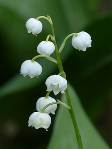 White flower convallaria majalis photo