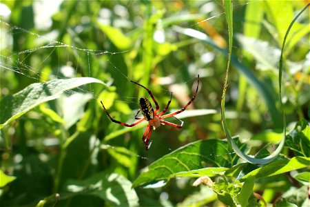 Yellow Garden Spider