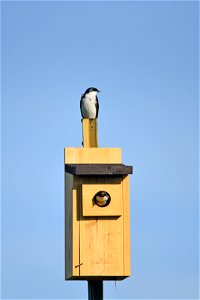 Tree swallow nest box photo