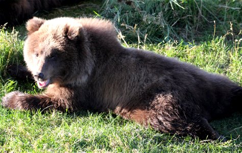 Bear 132 Cub Fat Photo photo