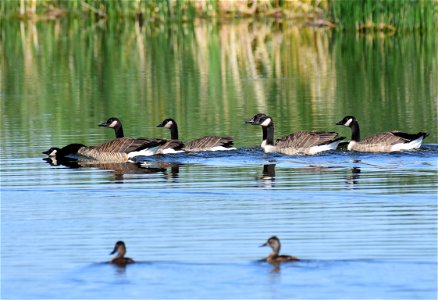Canada geese at Seedskadee National Wildlife Refuge