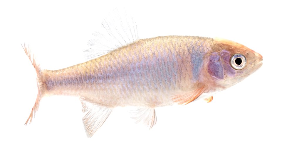 Red Shiner (Cyprinella lutrensis)