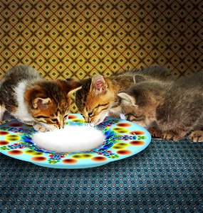 Three kittens photo