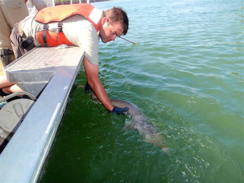 Pallid sturgeon release