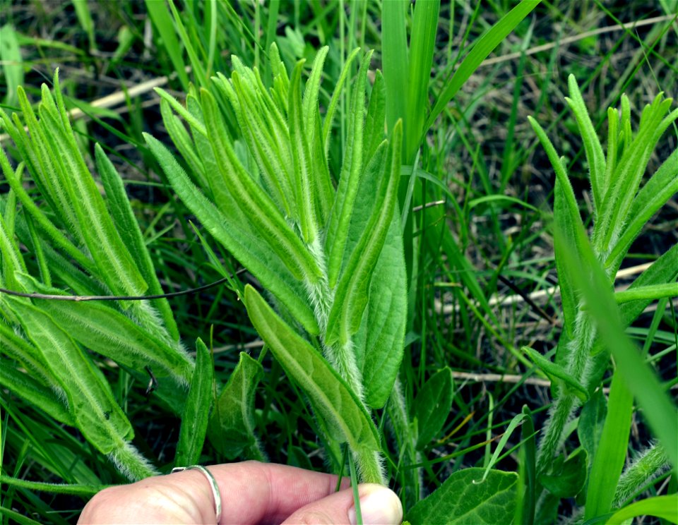Identifying milkweed - this is butterfly weed