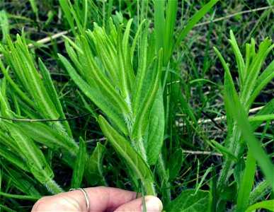 Identifying milkweed - this is butterfly weed