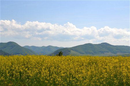 Field