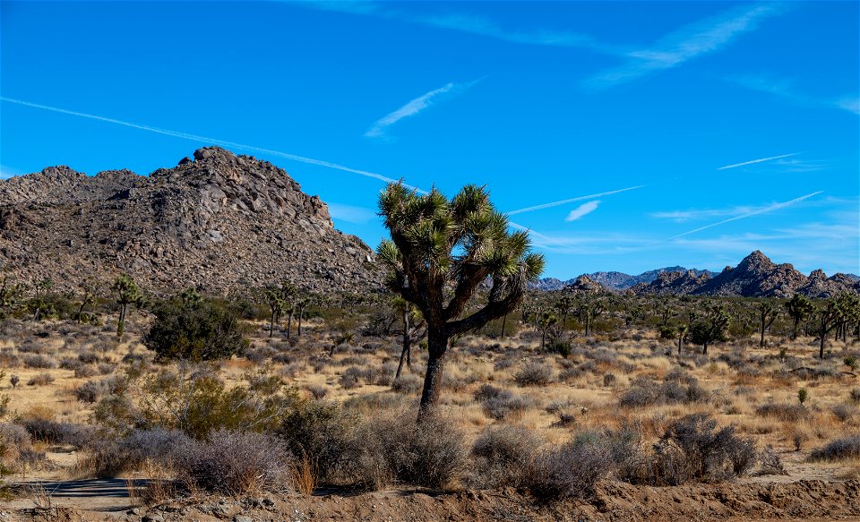 Joshua Tree National Park