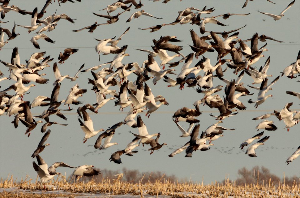 Spring Goose Migration Huron Wetland Management District South Dakota