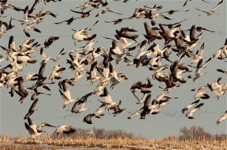 Spring Goose Migration Huron Wetland Management District South Dakota