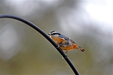 Red-breasted nuthatch photo