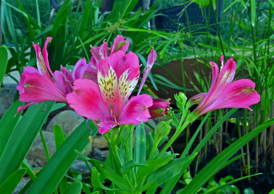 Pink Peruvian Lilies