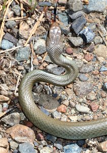WESTERN YELLOW-BELLIED RACER (Coluber constrictor mormon) (05-15-2022) at bridge, howell botanical drive, 8 dollar road, josephine co, or (7)