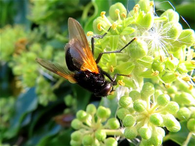 Flying Insect_02 photo