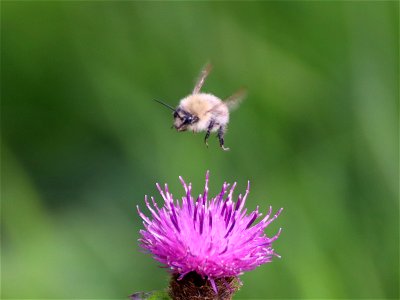 Wooly Bee