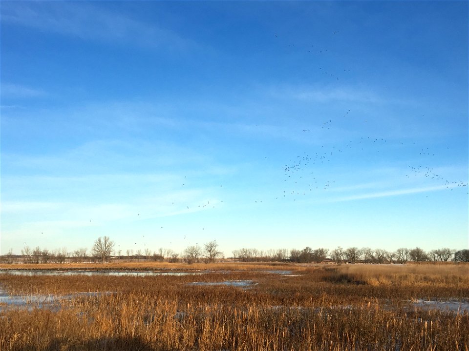 Waterfowl Take Off a Prairie Pothole Pond Lake Andes National Wildlife Refuge South Dakota