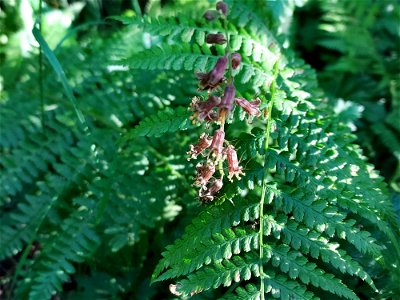 Mountainbells aka bronze bells.  Old Sauk Trail, Mt. Baker-Snoqualmie National Forest. Photo by Anne Vassar June 2, 2021.