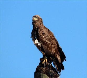 Immature Bald Eagle photo