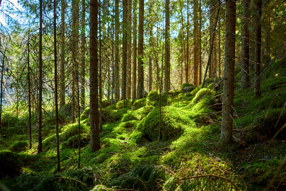 Evo hiking area, Hämeenlinna, Finland