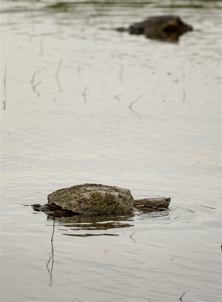 Common Snapping Turtle in a Pond photo