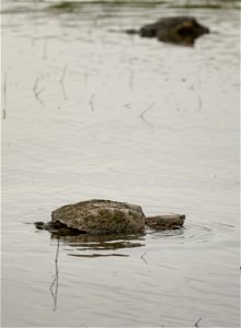 Common Snapping Turtle in a Pond photo