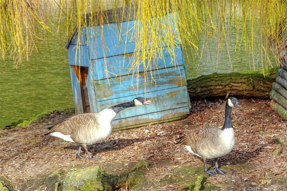 Goose House. They were arguing over who’s turn it was to load the dishwasher!