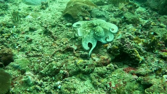Walking Octopus Diving Tayrona National Park from Taganga Colombia