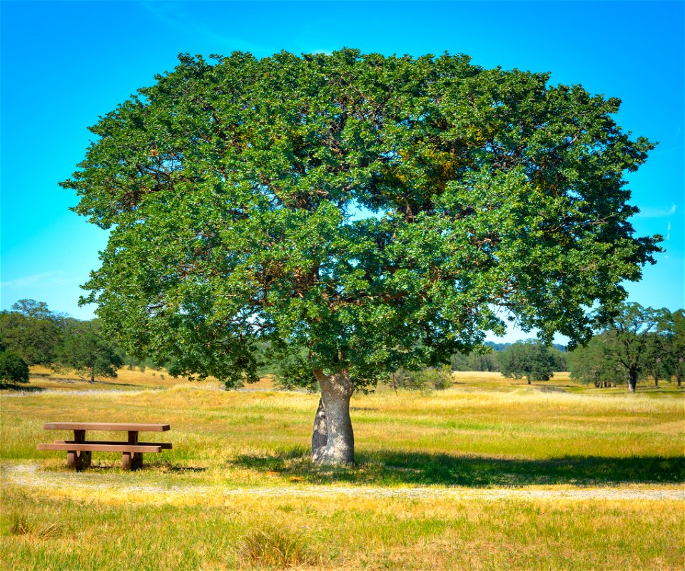 Sacramento River Bend Outstanding Natural Area