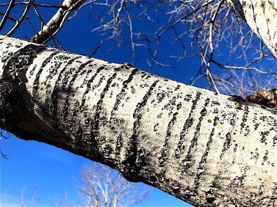 Poplar Arm