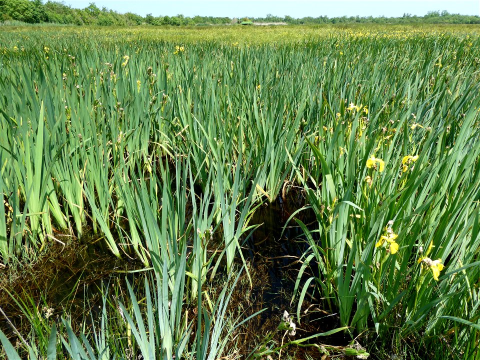 Iris pseudacorus L., 1753