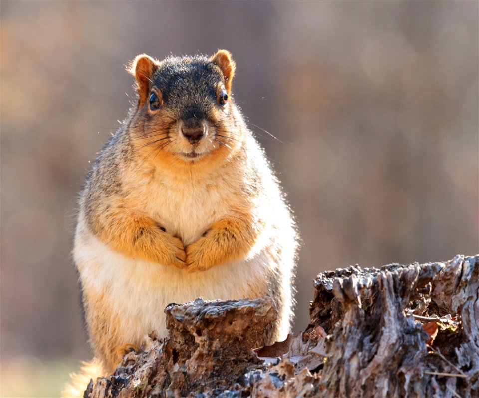 Fox Squirrel Portrait photo