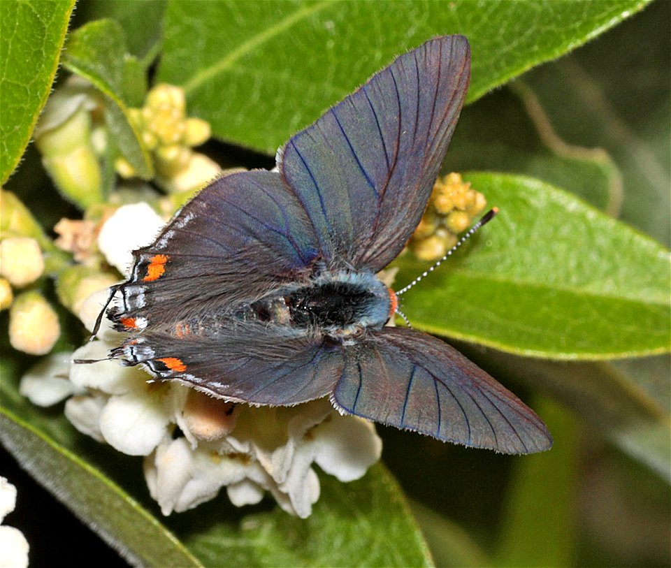 HAIRSTREAK, GRAY (Strymon melinus) (12-20-2022) national butterfly center, mission, hidalgo co, tx (12)