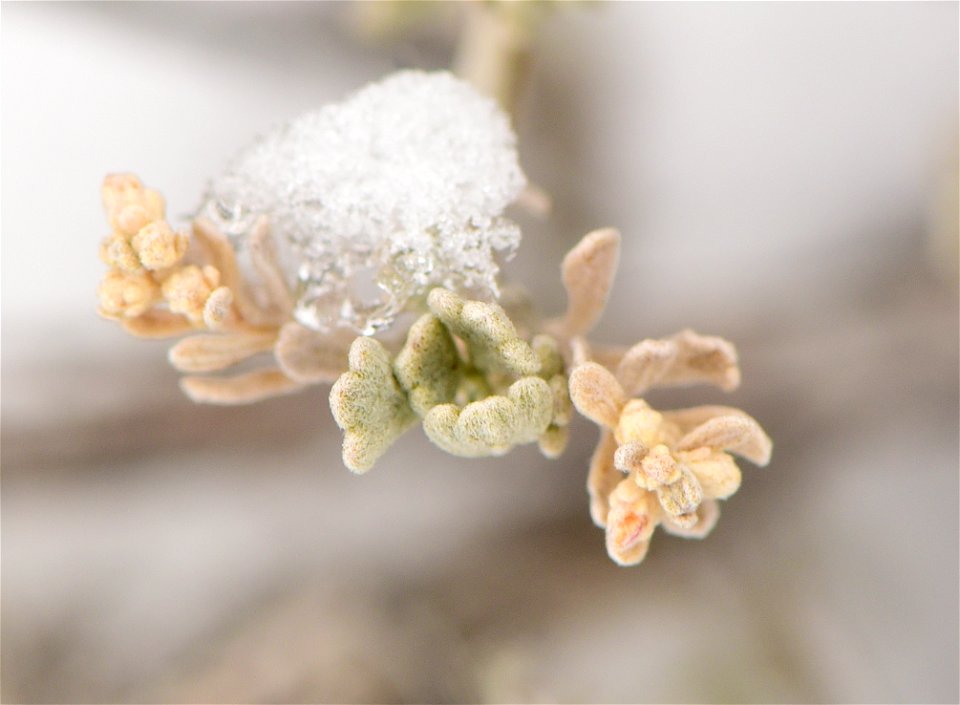 Wyoming big sagebrush (Artemesia tridentata var. wyomingensis) at Seedskadee National Wildlife Refuge