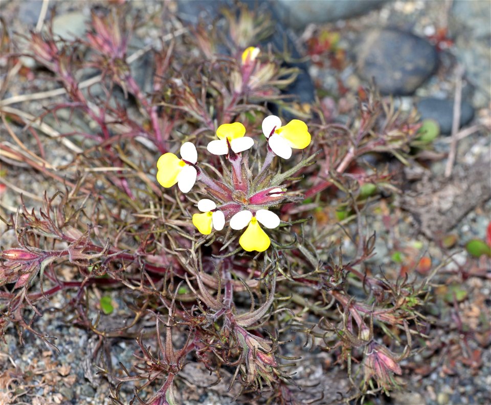 FLOWER, sp (04-01-2022) north tolowa dunes state park, del norte co, ca -01