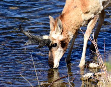 Pronghorn at Seedskadee National Wildlife Refuge photo